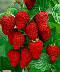 Zmeur Polka detaliu 5