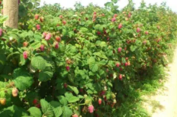 Zmeur Polka detaliu 3