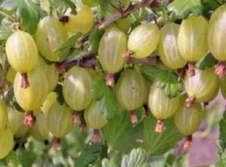 Agris Rolanda detaliu 4