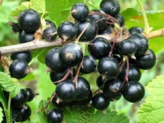 Coacaz Negru Ruben detaliu 4