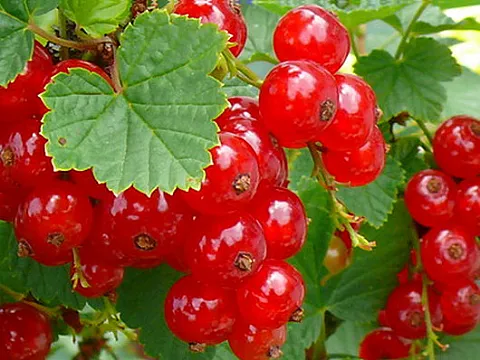 Coacaz Rosu Jonkheer Van Tets