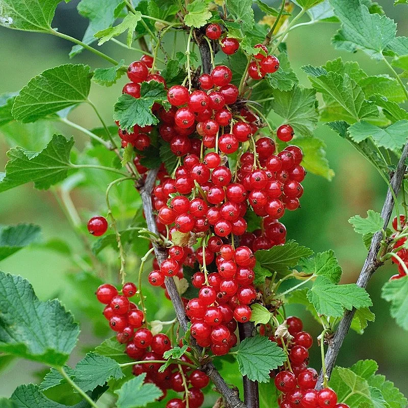 Coacaz Rosu Jonkheer Van Tets