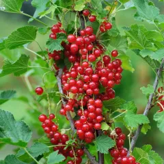 Coacaz Rosu Jonkheer Van Tets detaliu 4