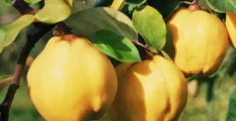 Gutui Crisana detaliu 1