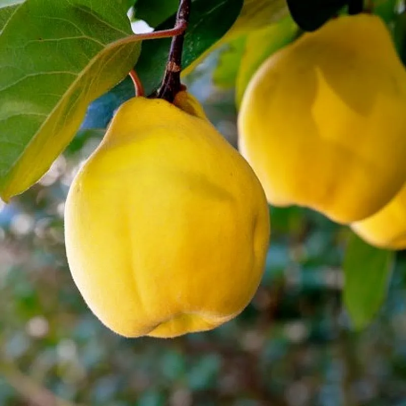 Gutui Constantinopol