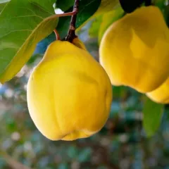 Gutui Constantinopol detaliu 2