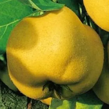 Gutui Constantinopol