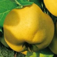 Gutui Constantinopol detaliu 1