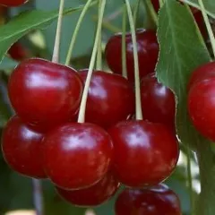 Visin Crisana detaliu 2