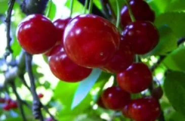 Visin Meteor detaliu 1