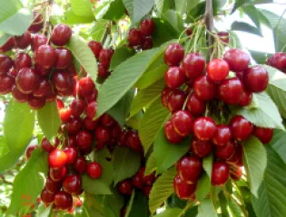 Cires Stella detaliu 2