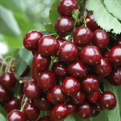 Cires Stella detaliu 1