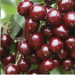 Cires Germersdorf detaliu 2