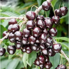 Cires Germersdorf detaliu 1