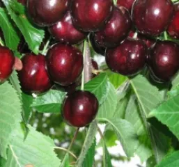 Cires Bigarreau Burlat detaliu 1