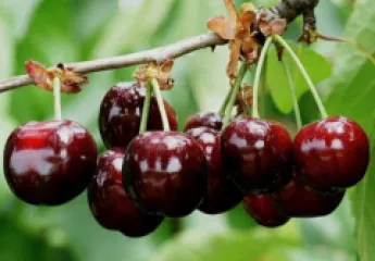 Cires Bigarreau Burlat detaliu 3