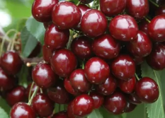 Cires Bigarreau Burlat detaliu 2