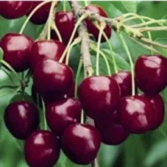 Cires Jubileu detaliu 2