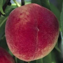 Piersic Cardinal detaliu 2