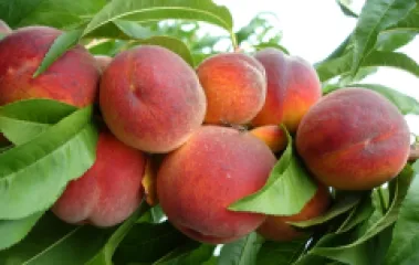 Piersic Redhaven detaliu 2