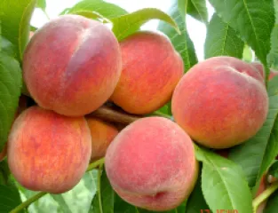 Piersic Redhaven detaliu 1