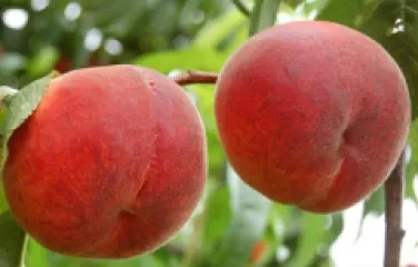 Piersic Suncrest detaliu 2