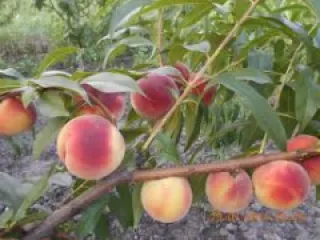 Piersic Suncrest detaliu 1