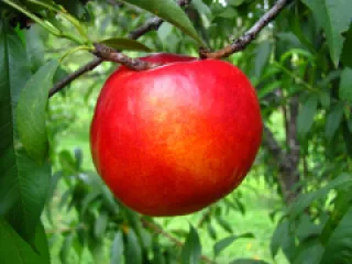 Piersic Nectared detaliu 2