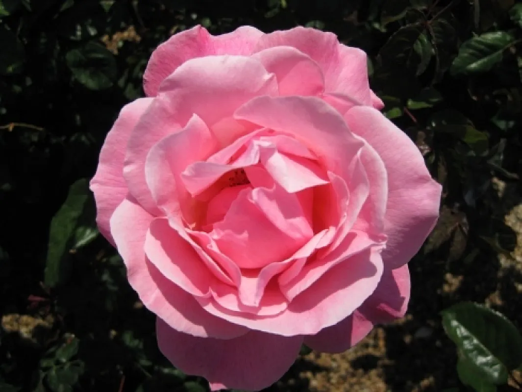 Trandafir Queen Elizabeth - teahibrid