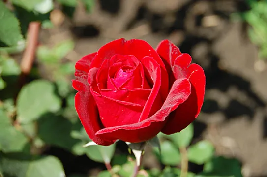 Trandafiri Ingrid Bergman - teahibrid