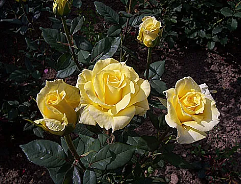 Trandafiri Mabella - teahibrid