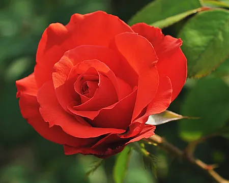 Trandafiri Holsteinperle - teahibrid