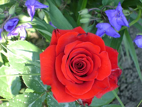 Trandafiri Red Berlin - pentru flori taiate