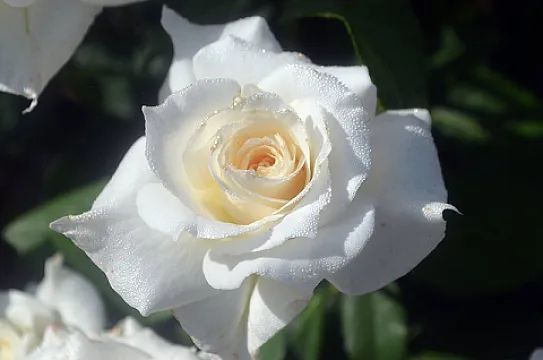 Trandafiri White Symphonia