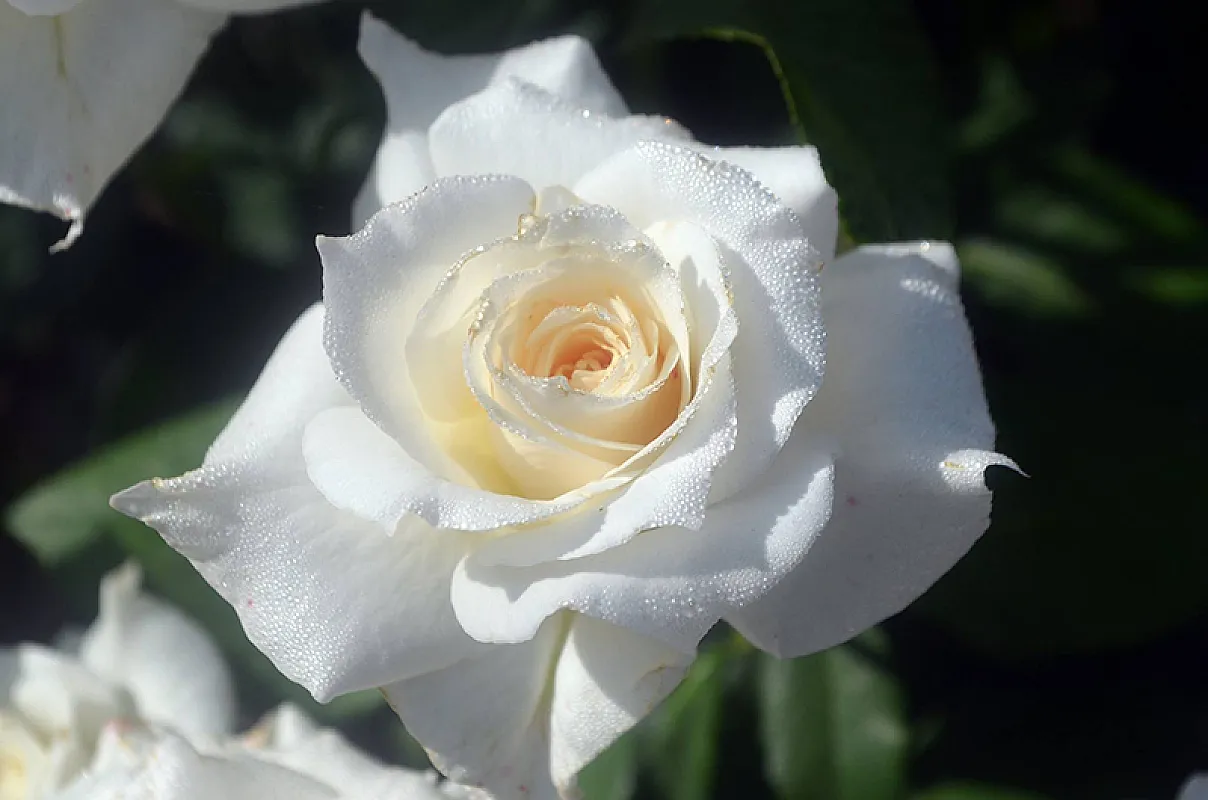 Trandafiri White Symphonia