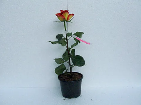 Trandafiri Kronenburg