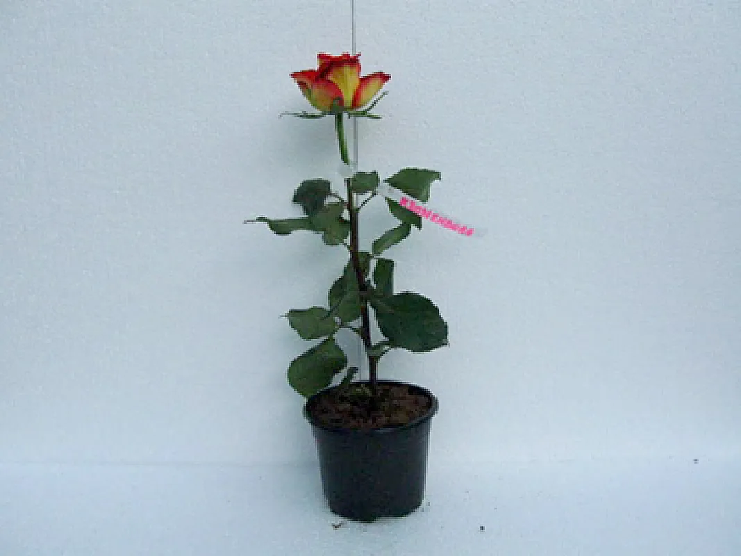 Trandafiri Kronenburg