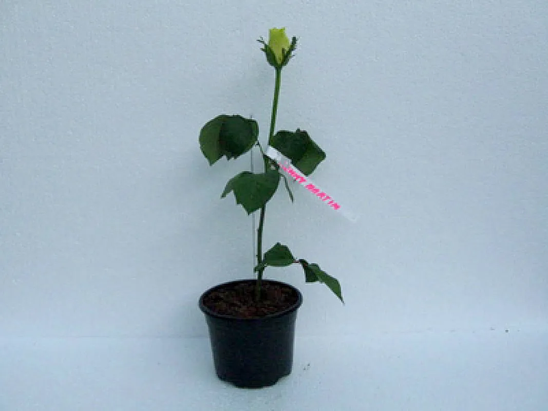 Trandafiri Remmy Martin