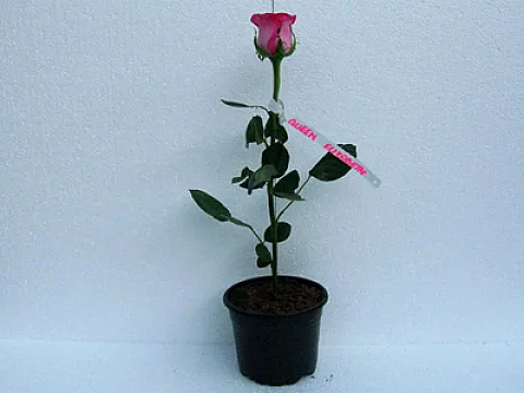 Trandafiri Queen Elizabeth