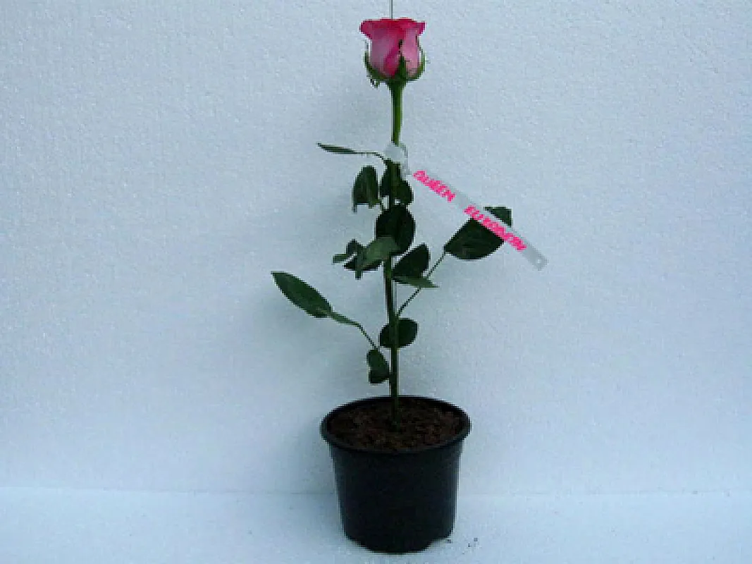 Trandafiri Queen Elizabeth