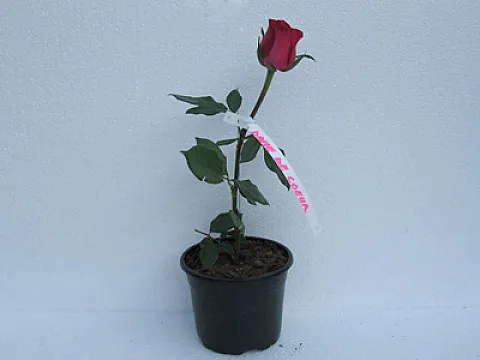 Trandafiri Dame de coeur