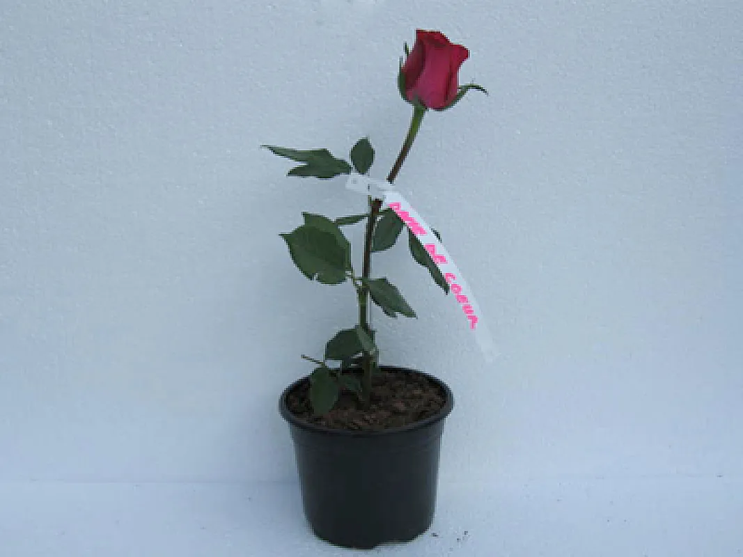 Trandafiri Dame de coeur