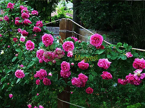 Trandafiri urcatori roz