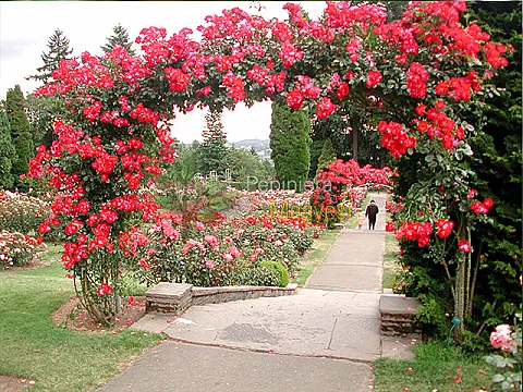 Trandafiri urcatori rosii