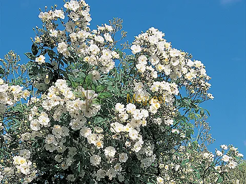 Trandafiri urcatori albi