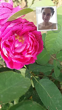Trandafir de dulceata Rose de Rescht Stoc epuizat