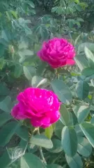 Trandafir de dulceata Rose de Rescht Stoc epuizat detaliu 3