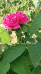 Trandafir de dulceata Rose de Rescht Stoc epuizat detaliu 2