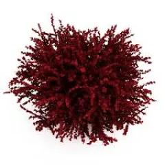 Berberis Thunbergii detaliu 2