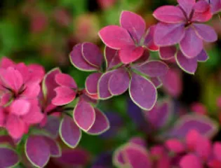 Berberis Thunbergii detaliu 3